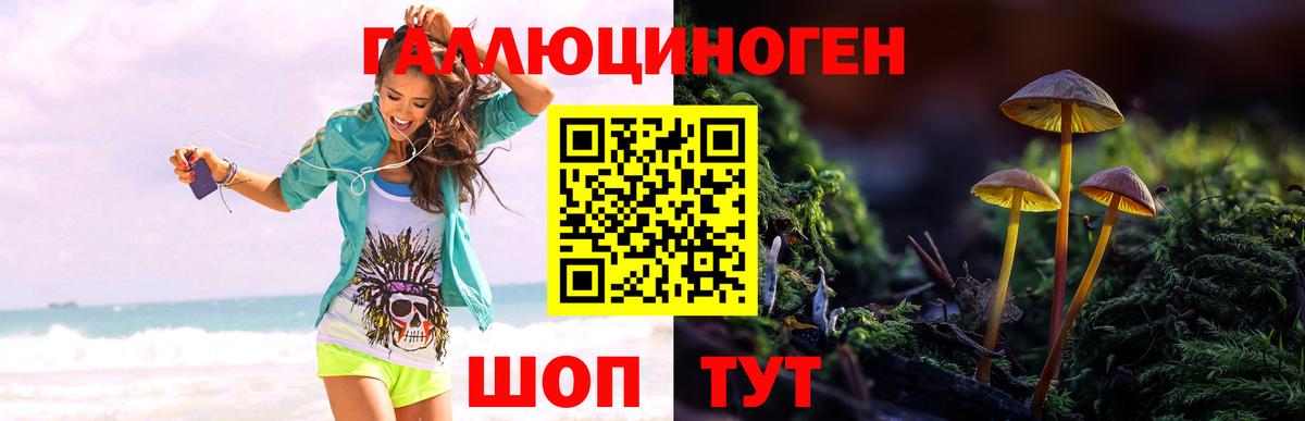 Псилоцибиновые грибы Psilocybe  Вход с VPN  Нижнеудинск 